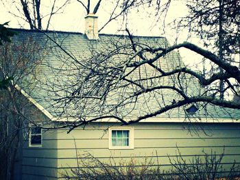 Bare trees with buildings in background