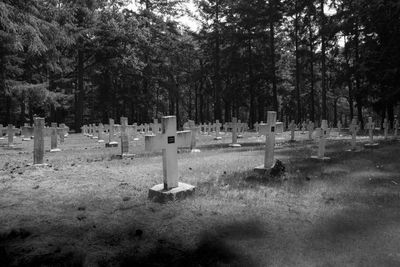 Trees in cemetery