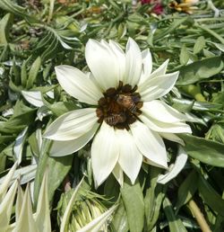 Full frame shot of white flowers