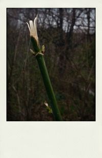 Close-up of plant in forest