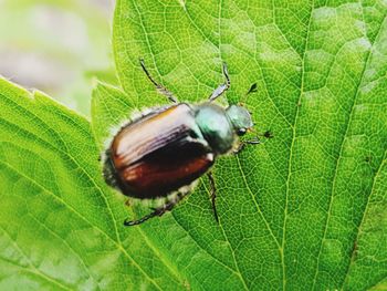 Close-up of insect on leaf