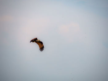 Low angle view of bird flying in the sky