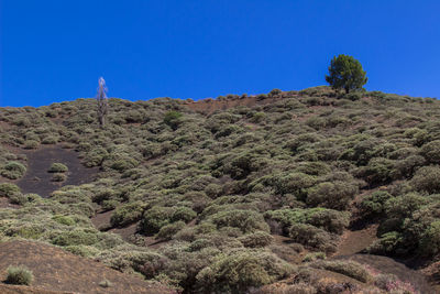 Scenic view of desert against clear blue sky