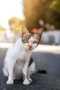 Close-up portrait of tabby cat