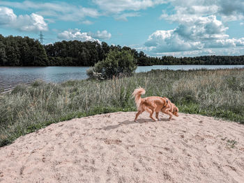 View of a dog by a lake looking away