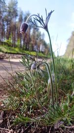 Close-up of flowering plants on field