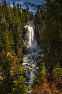 Scenic view of waterfall in forest