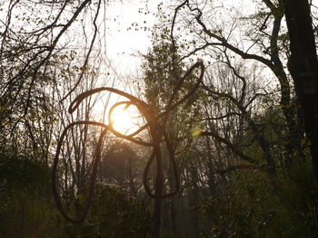 Low angle view of trees in forest