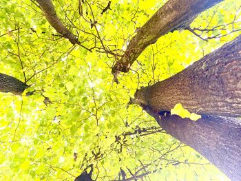 Low angle view of a tree