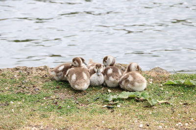 Ducks in lake