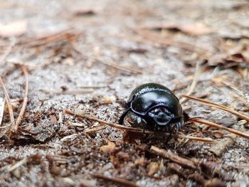 Close-up of beetle on field