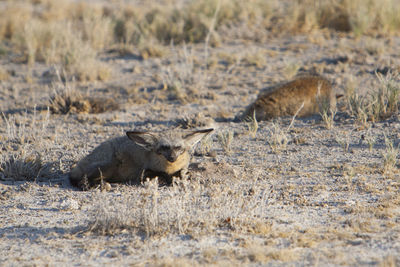 Bat-eared fox sitting on field