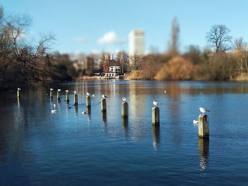 Swans swimming in lake against sky