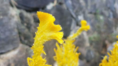 Close-up of yellow flower