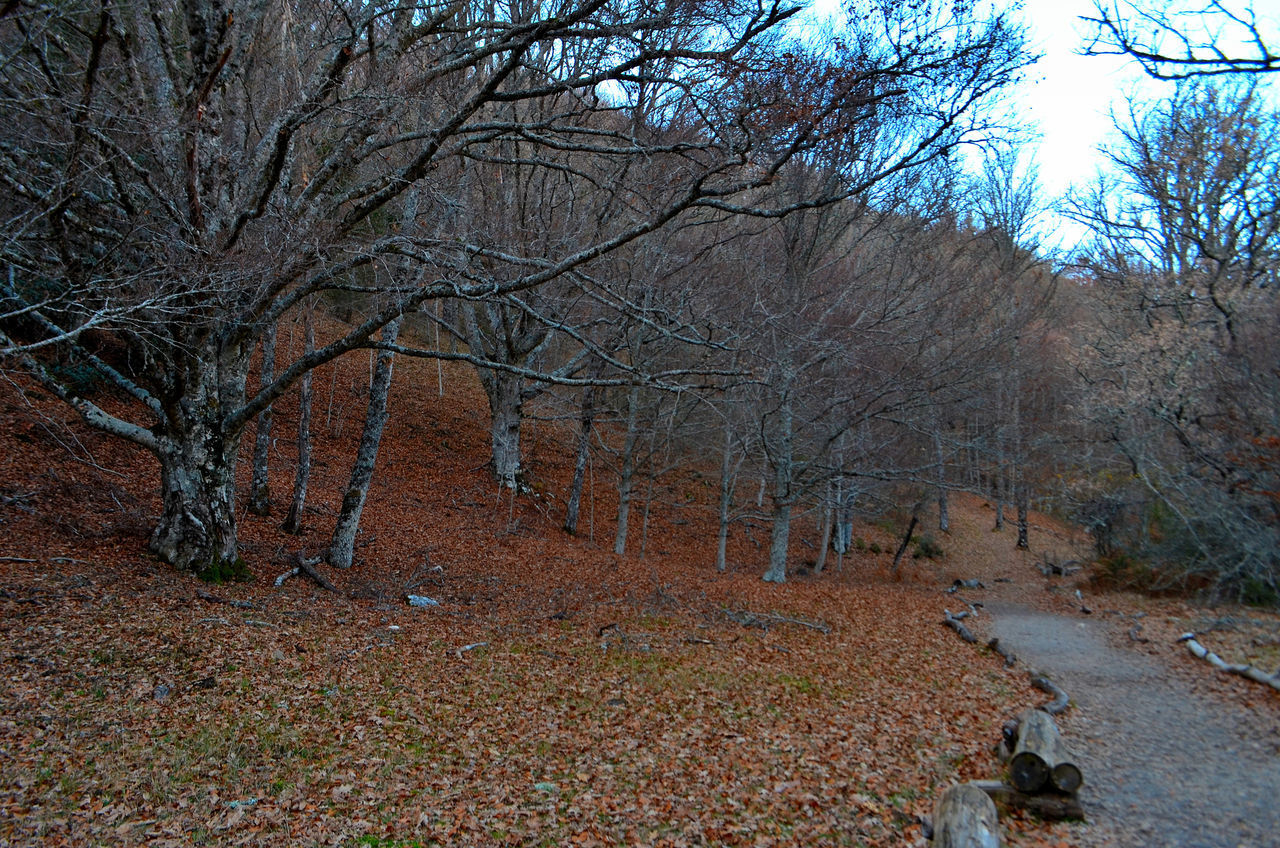 BARE TREES IN FOREST AGAINST SKY