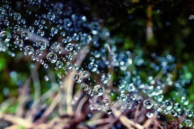 Close-up of water drops on plant