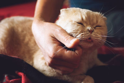 Pet love. owner strokes the cat. male hand stroking cream scottish fold cat