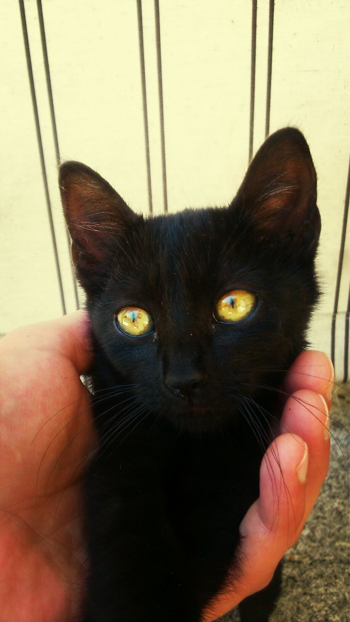 domestic cat, pets, one animal, animal themes, domestic animals, person, indoors, cat, part of, mammal, feline, whisker, holding, looking at camera, unrecognizable person, personal perspective, portrait