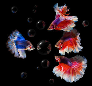 Close-up of fish swimming in sea