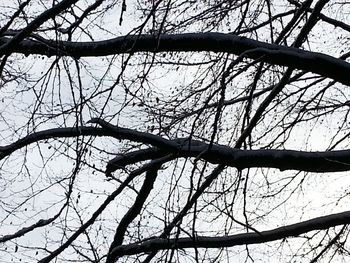 Low angle view of bare trees against sky