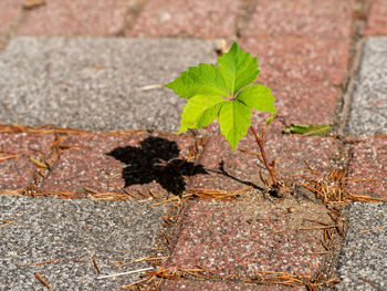 High angle view of small plant growing on footpath