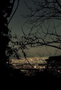 Silhouette bare tree against illuminated city at night