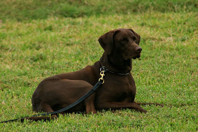 Dog on field