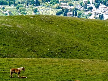 View of a horse grazing in field