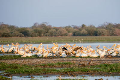 Flock of birds on lake