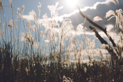 Close-up of wheat plants against sky