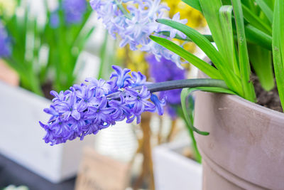 Closeup of blue blooming hyacinth flower with green leaves. spring flower background,