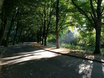 Road amidst trees in forest