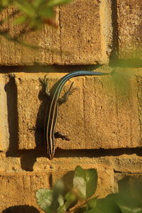 Close-up of lizard on wall