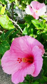 Close-up of pink flower