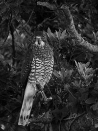 Portrait of bird perching on a tree