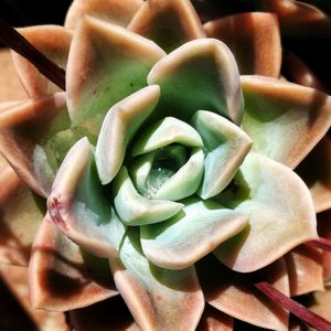 Close up of green leaves