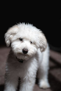 Close-up portrait of dog
