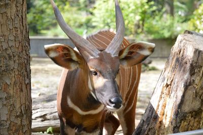 Close-up of deer