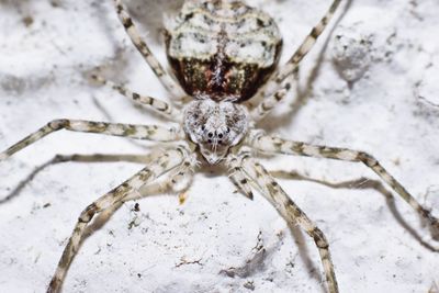 Close-up of spider