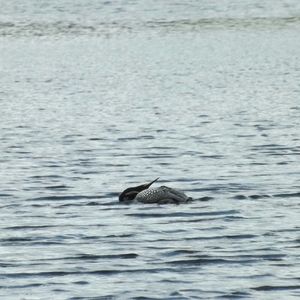 Bird in water