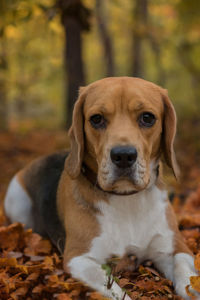 Close-up portrait of a dog