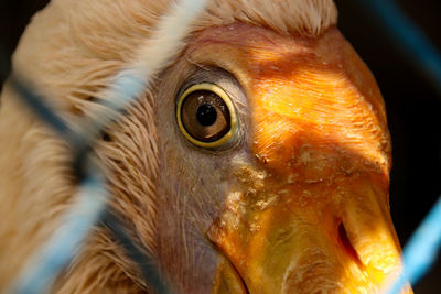 Close-up of a bird