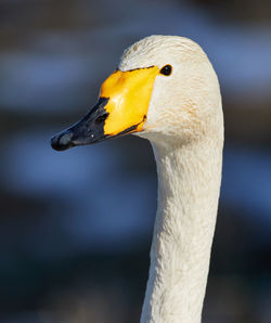 Close-up of whooper swan