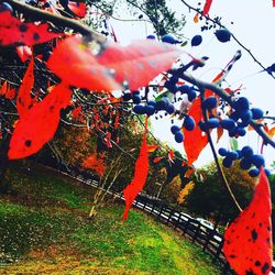Close-up of cherry blossom hanging on tree