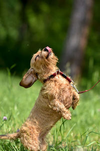 Close-up of a dog on field