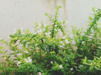 Close-up of small plant