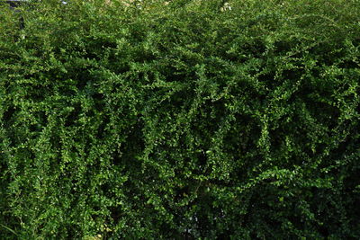 Full frame shot of plants growing on land