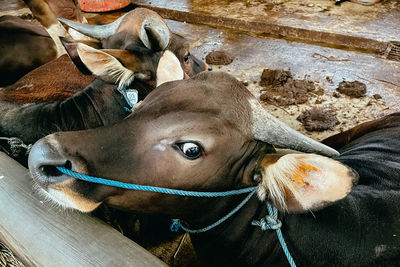 Close-up of cow