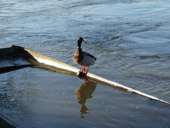 Bird perching on lake