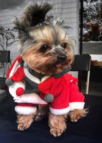 Portrait of dog with red sticking out tongue